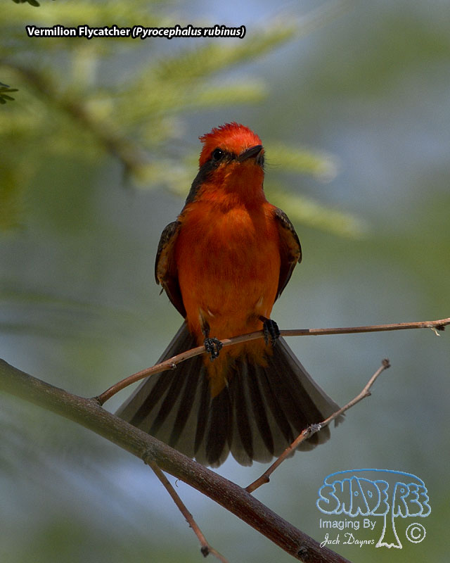 Vermilion Flycatcher - Pyrocephalus rubinus