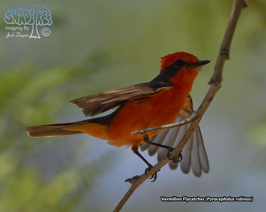 Vermilion Flycatcher - Pyrocephalus rubinus