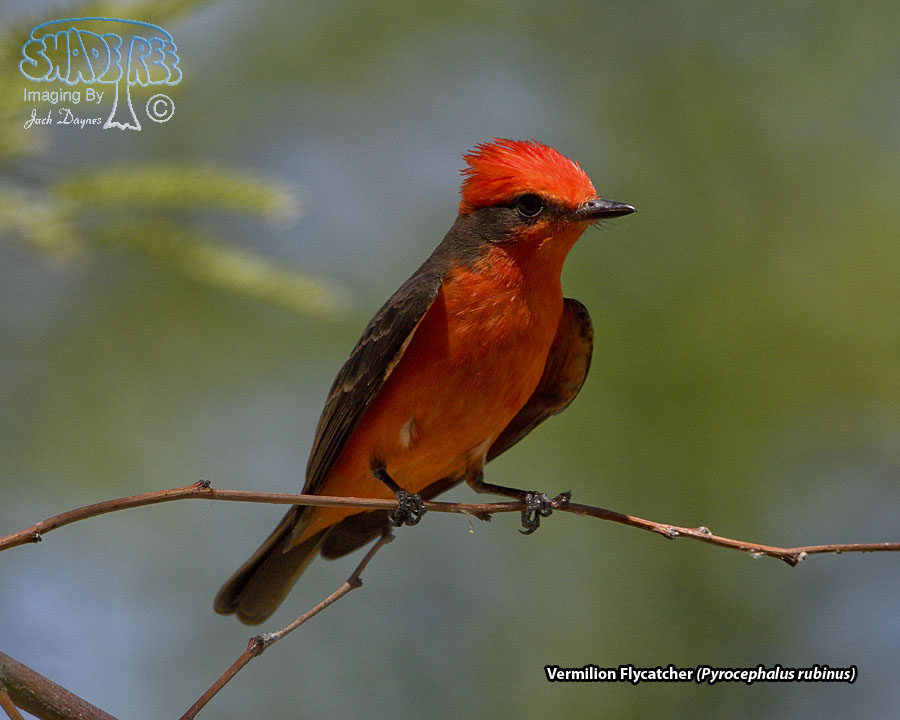 Vermilion Flycatcher - Pyrocephalus rubinus