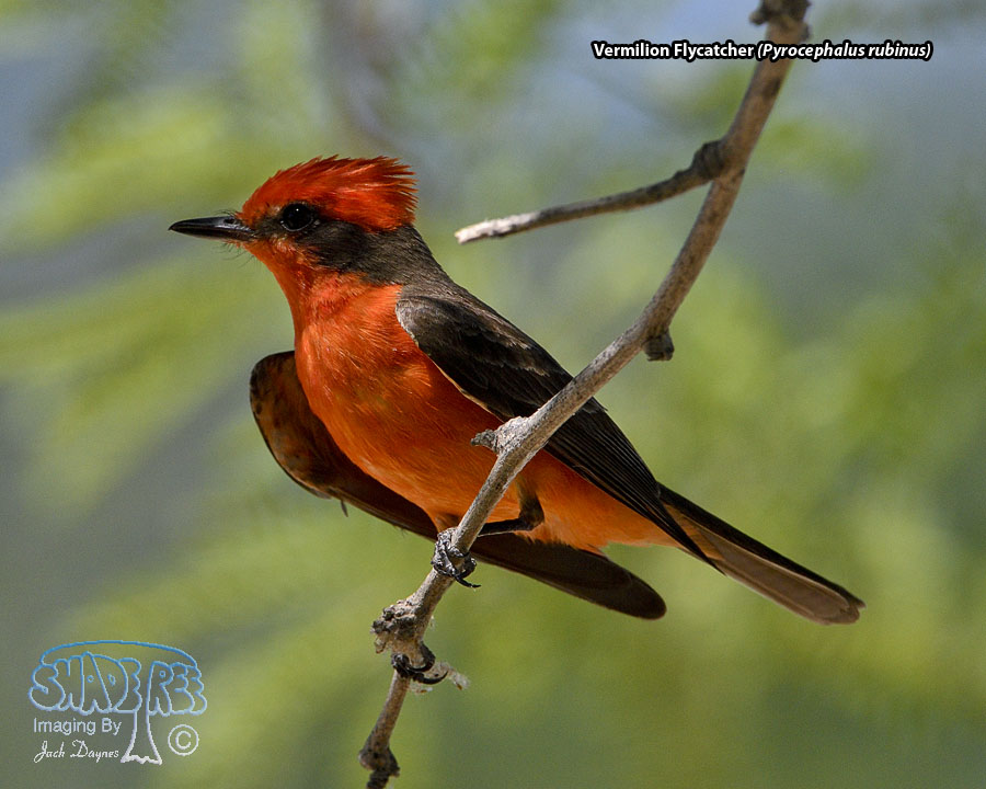 Vermilion Flycatcher - Pyrocephalus rubinus