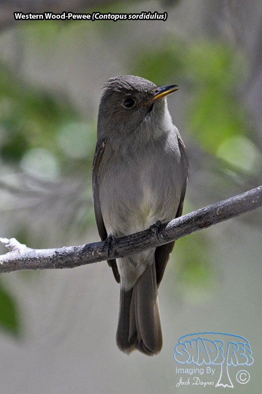 Western Wood-Pewee - Contopus sordidulus