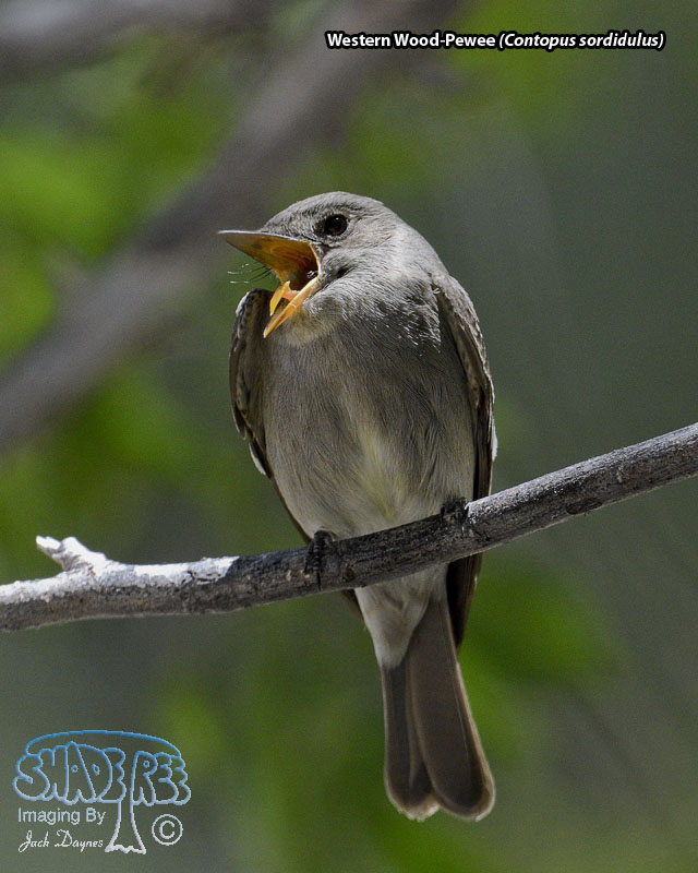Western Wood-Pewee - Contopus sordidulus