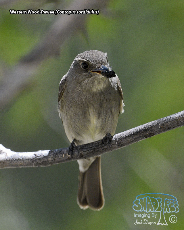 Western Wood-Pewee - Contopus sordidulus