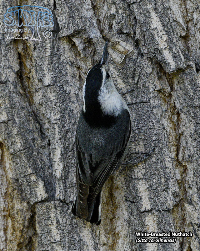 White-Breasted Nuthatch - Sitta carolinensis