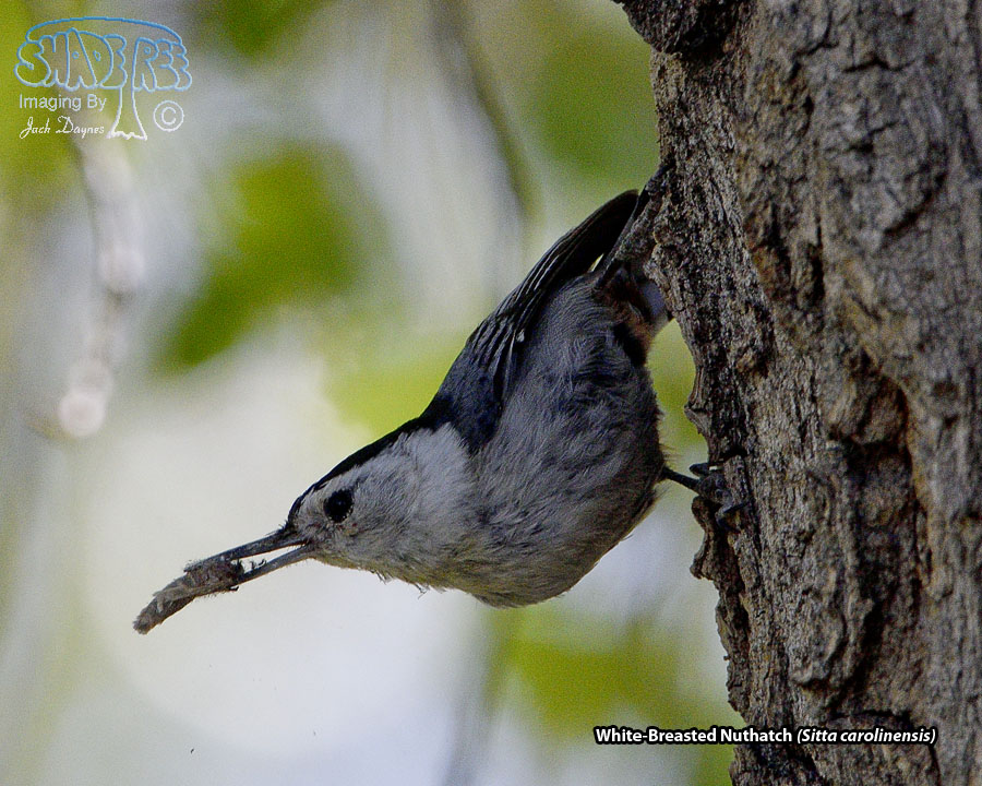 White-Breasted Nuthatch - Sitta carolinensis
