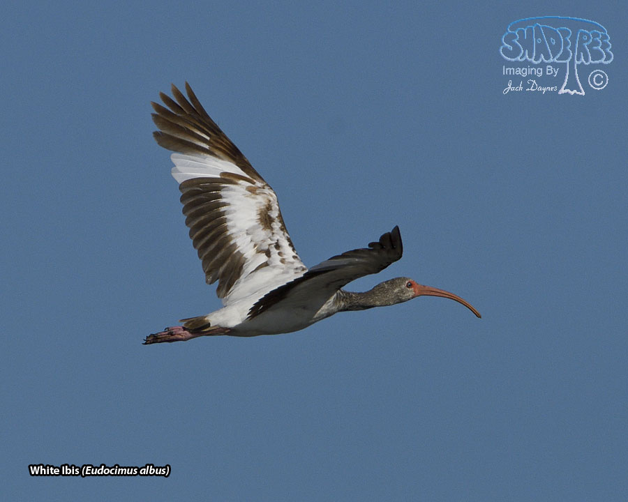 White Ibis - Eudocimus albus