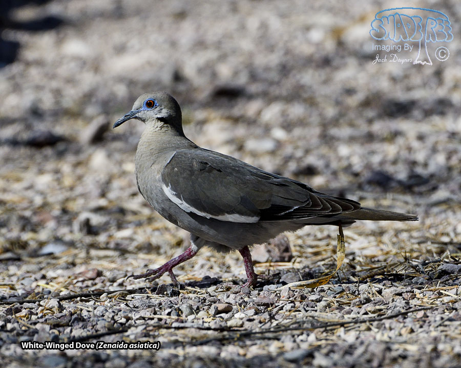 White-Winged Dove - Zenaida asiatica