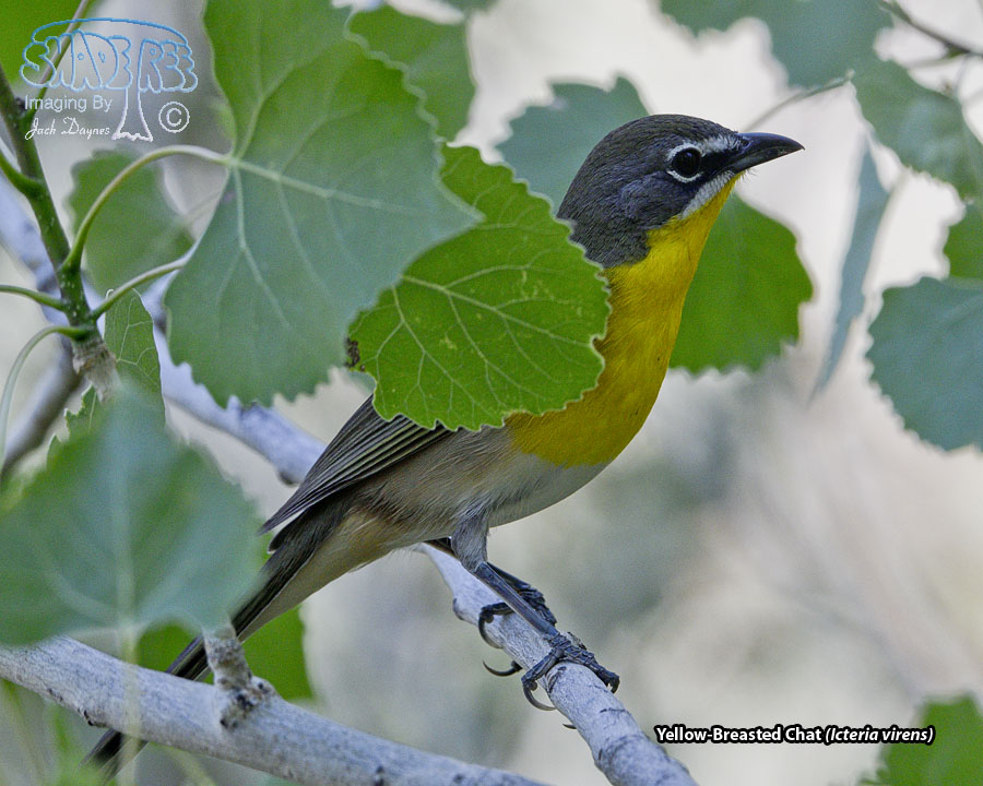 Yellow-Breasted Chat - Icteria virens