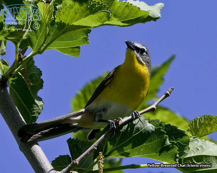 Yellow-Breasted Chat - Icteria virens