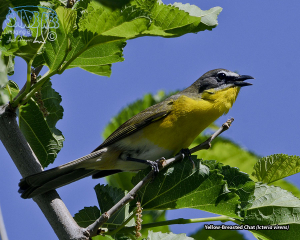 2020-05-15: The Bosque at Tingley Beach