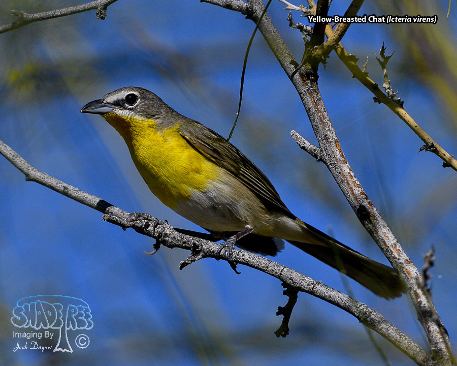 Yellow-Breasted Chat - Icteria virens
