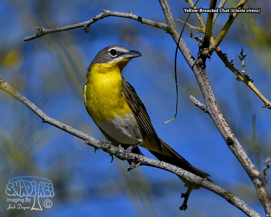 Yellow-Breasted Chat - Icteria virens