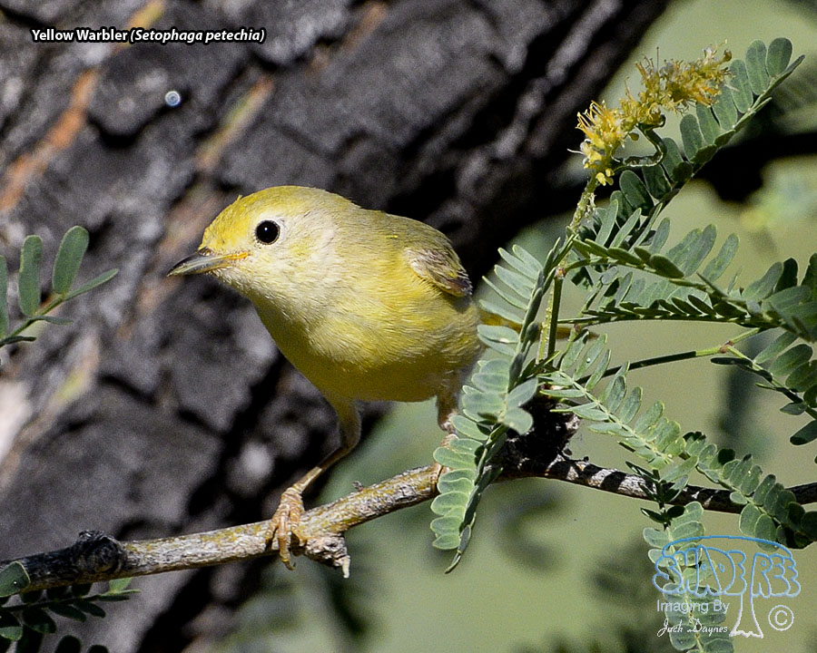 Yellow Warbler - Setophaga petechia