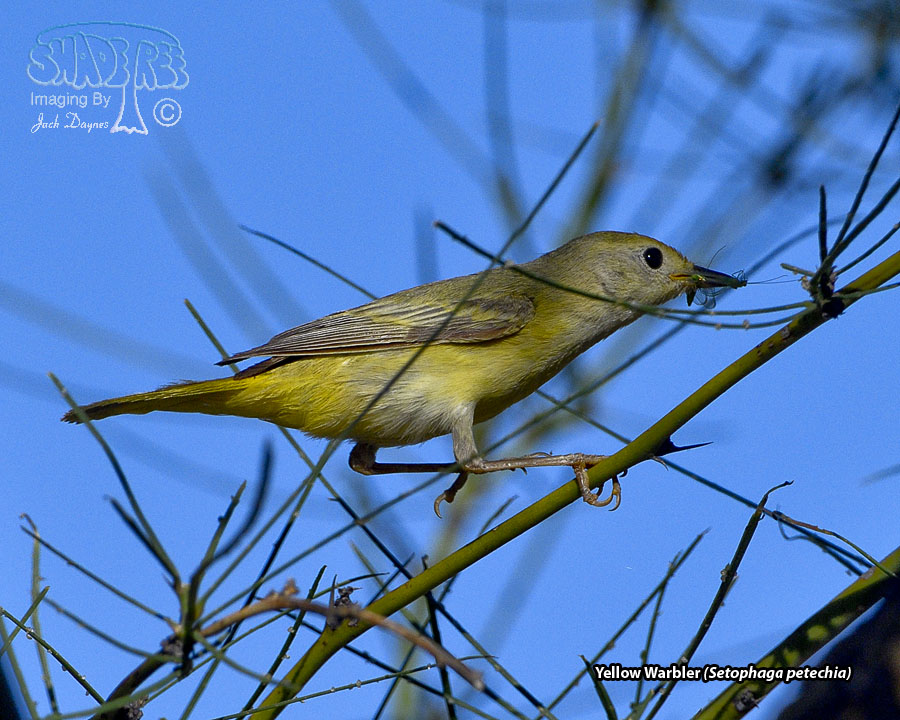 Yellow Warbler - Setophaga petechia