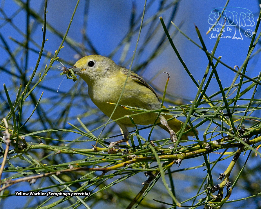 Yellow Warbler - Setophaga petechia