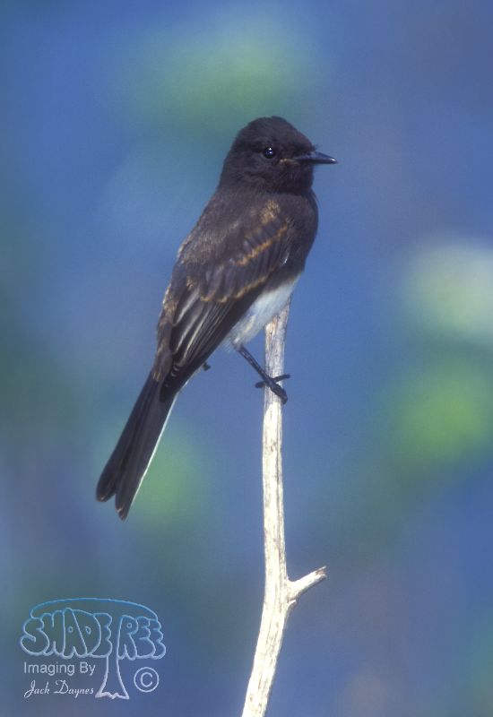 Black Phoebe - Sayornis nigricans