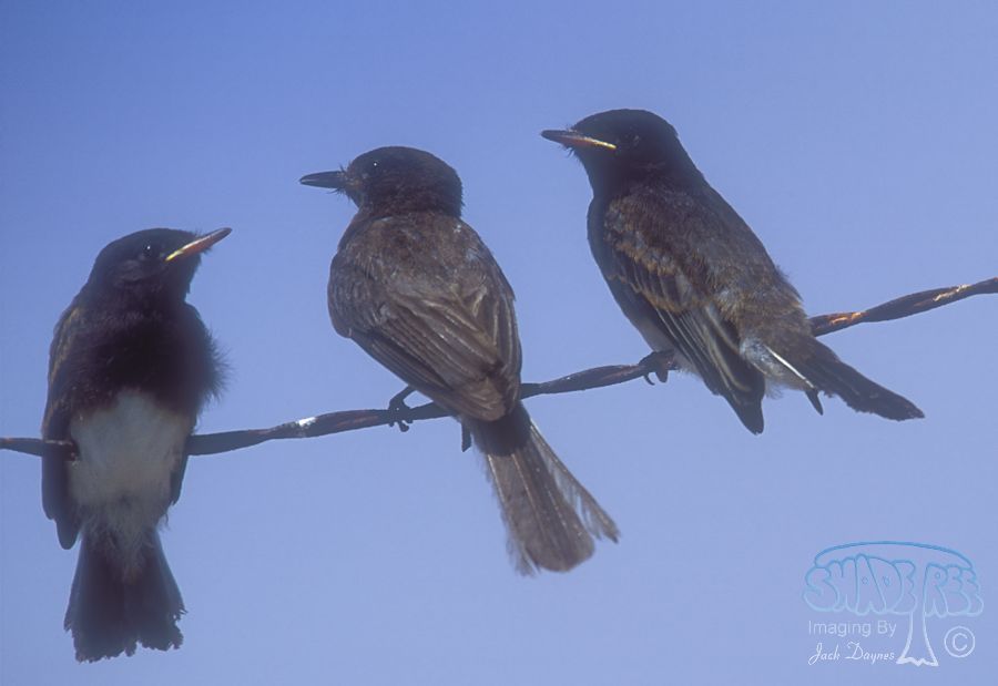 Black Phoebe - Sayornis nigricans