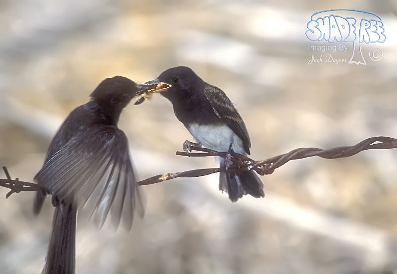 Black Phoebe - Sayornis nigricans