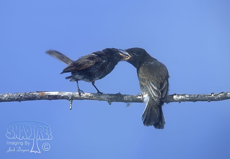 Black Phoebe - Sayornis nigricans