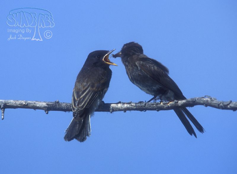 Black Phoebe - Sayornis nigricans