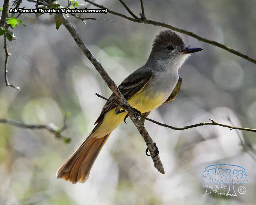 Ash-Throated Flycatcher - Myiarchus cinerascens