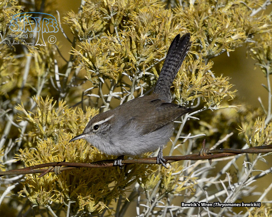 Bewick's Wren - Thryomanes bewickii