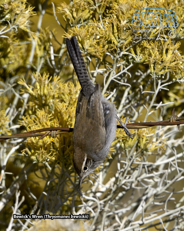 Bewick's Wren - Thryomanes bewickii