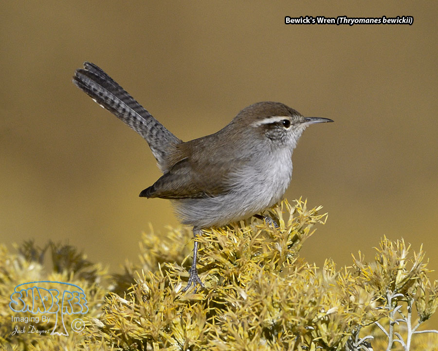 Bewick's Wren - Thryomanes bewickii