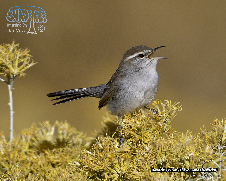 Bewick's Wren - Thryomanes bewickii