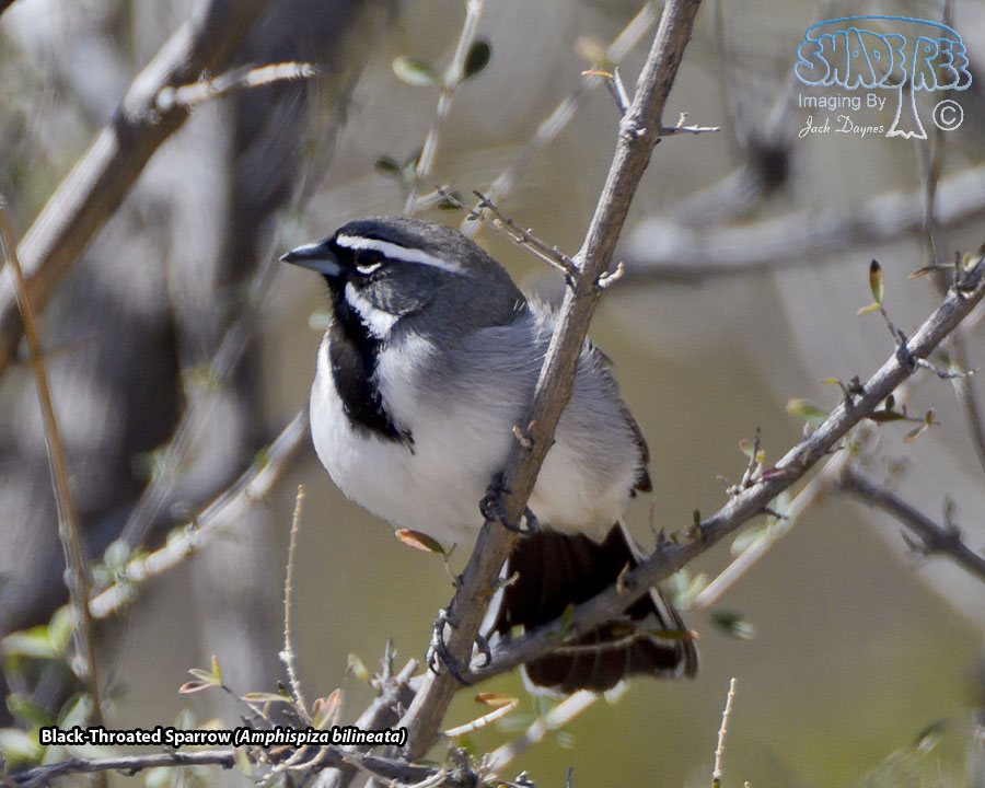 Black-Throated Sparrow - Amphispiza bilineata