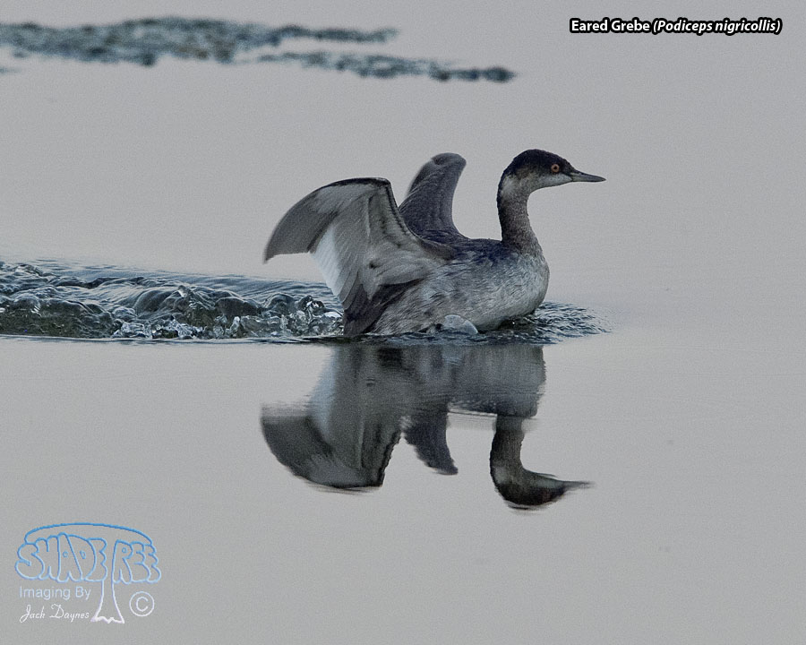 Eared Grebe - Podiceps nigricollis