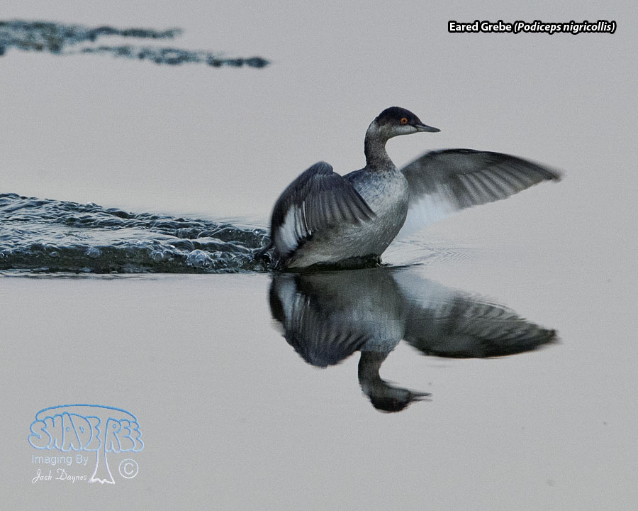 Eared Grebe - Podiceps nigricollis