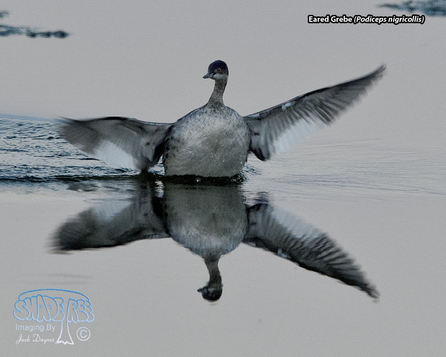Eared Grebe - Podiceps nigricollis