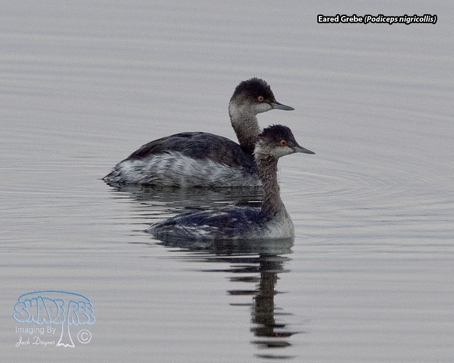 Eared Grebe - Podiceps nigricollis