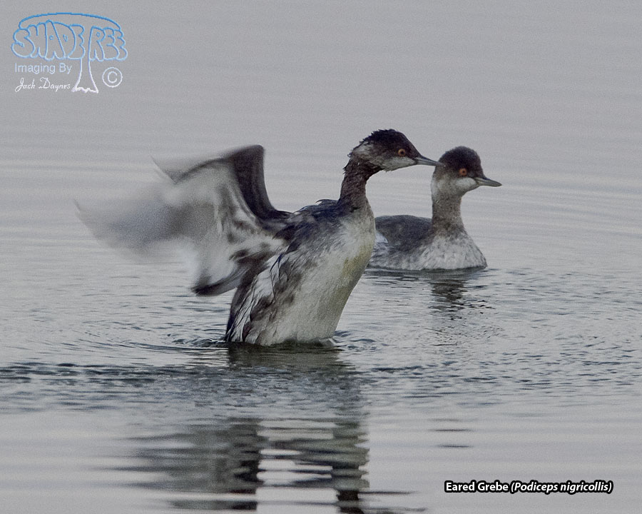 Eared Grebe - Podiceps nigricollis