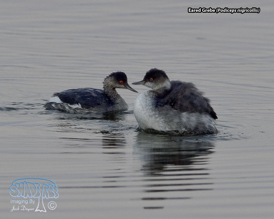 Eared Grebe - Podiceps nigricollis