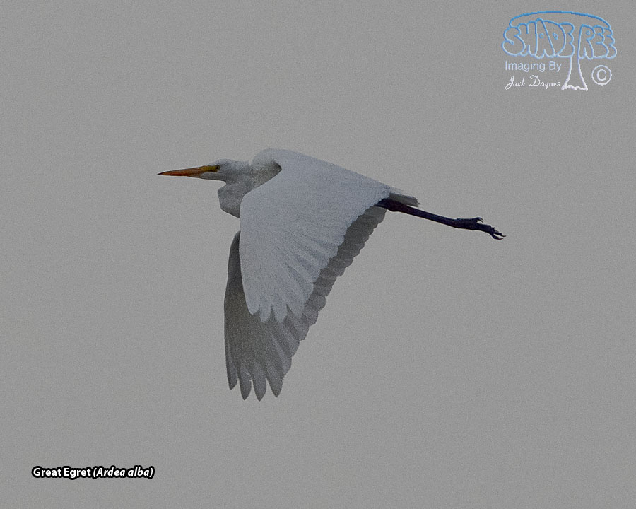 Great Egret - Ardea alba