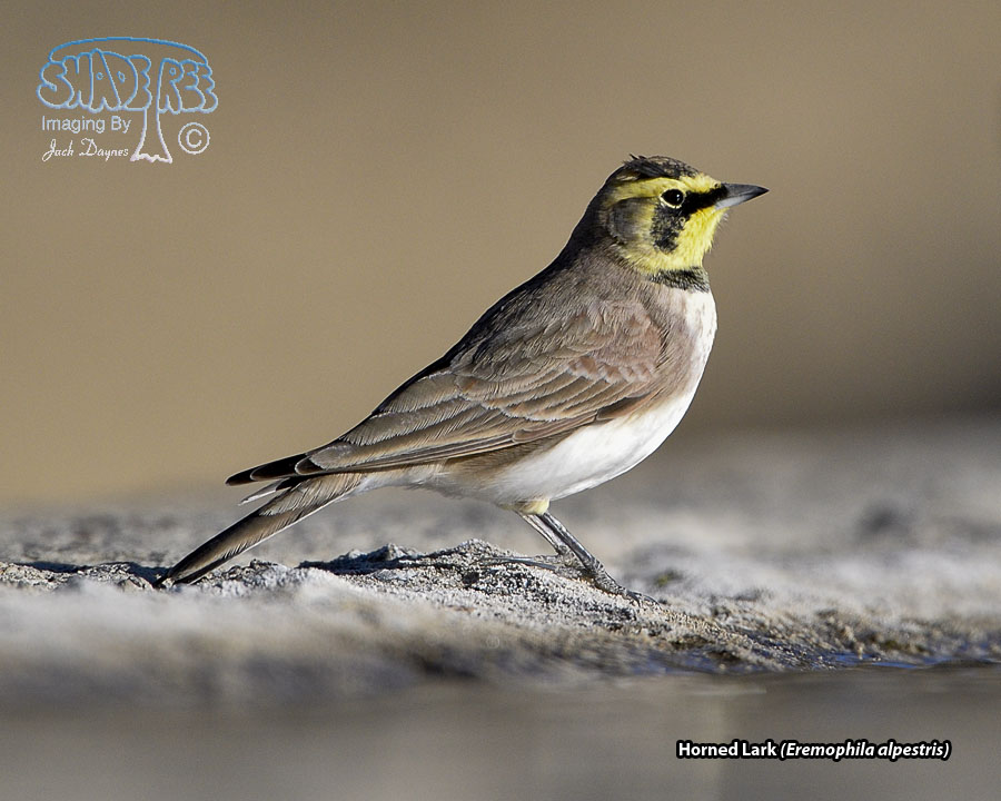 Horned Lark - Eremophila alpestris