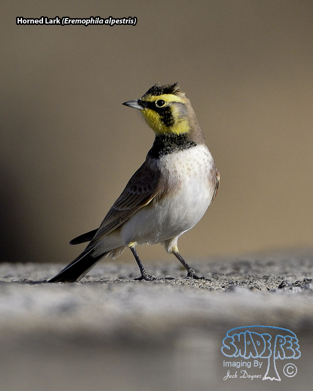 Horned Lark - Eremophila alpestris