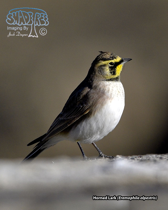 Horned Lark - Eremophila alpestris