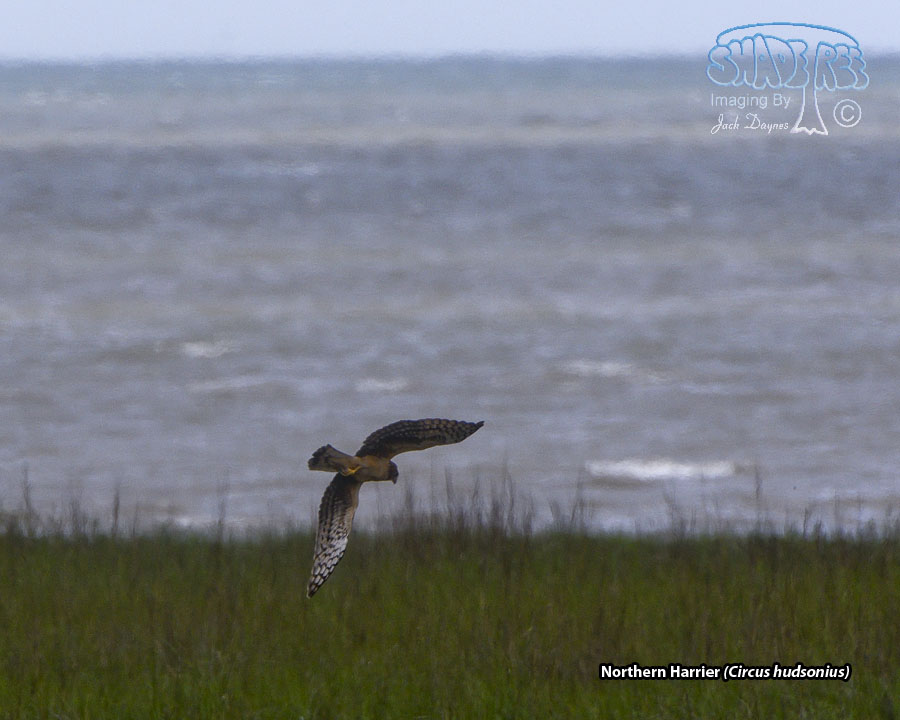Northern Harrier - Circus hudsonius