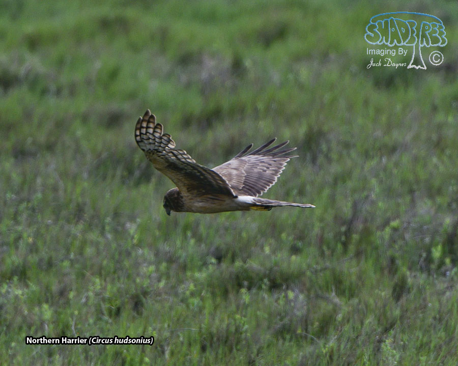 Northern Harrier - Circus hudsonius