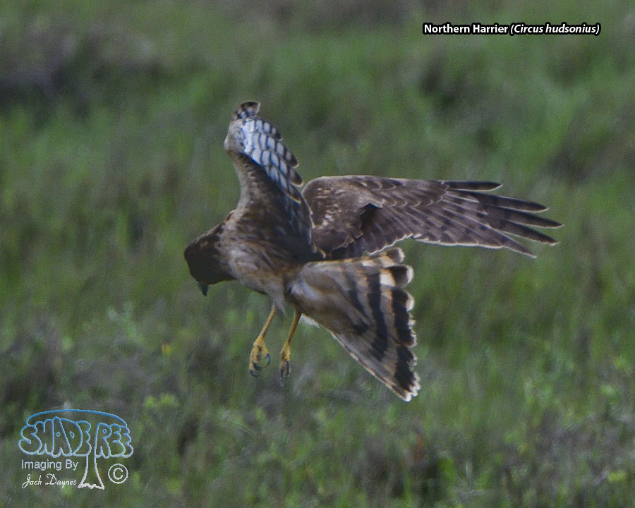 Northern Harrier - Circus hudsonius