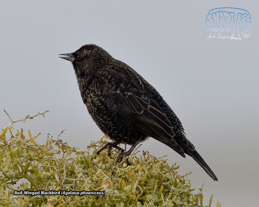 Red-Winged Blackbird - Agelaius phoeniceus