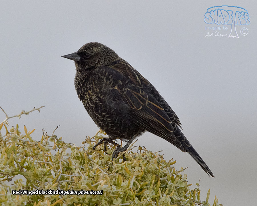 Red-Winged Blackbird - Agelaius phoeniceus