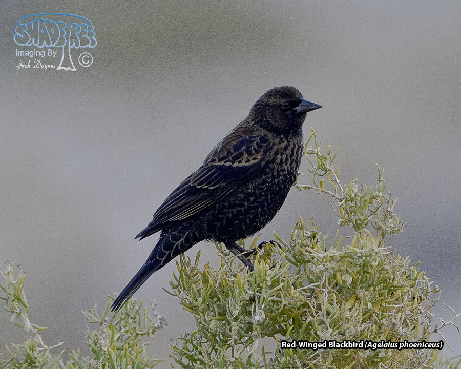 Red-Winged Blackbird - Agelaius phoeniceus