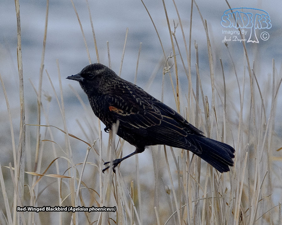 Red-Winged Blackbird - Agelaius phoeniceus