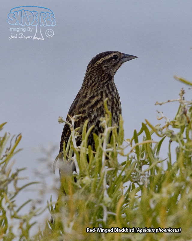 Red-Winged Blackbird - Agelaius phoeniceus