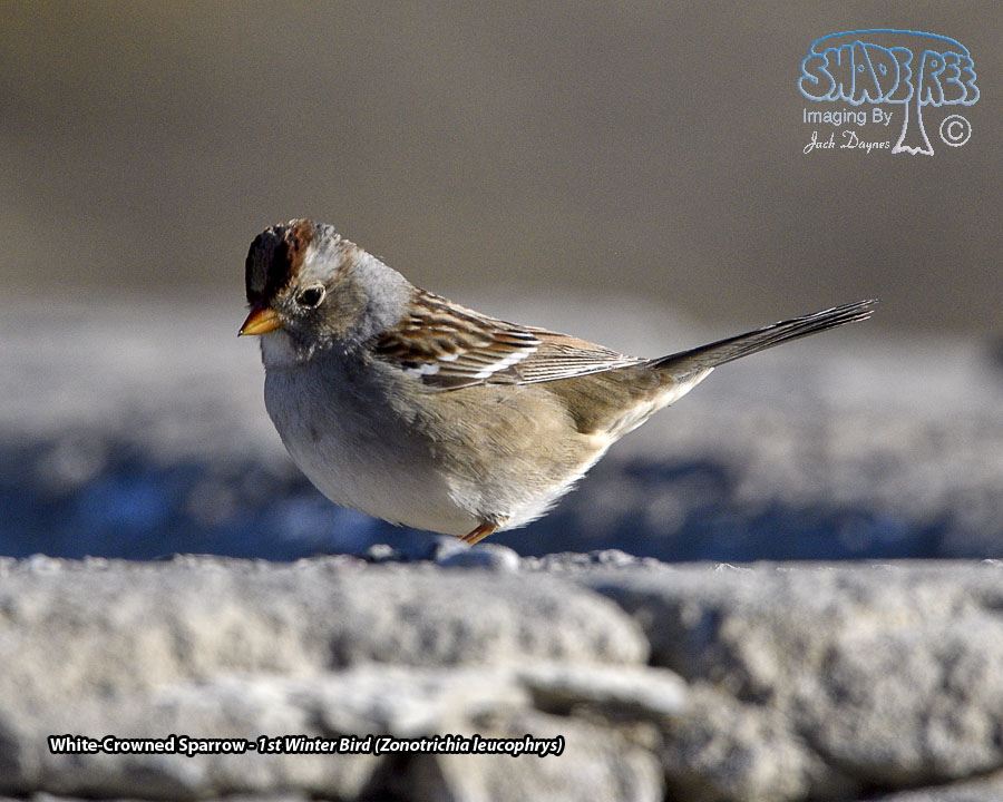 White-Crowned Sparrow - Zonotrichia leucophrys