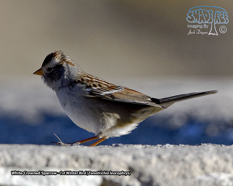 White-Crowned Sparrow - Zonotrichia leucophrys